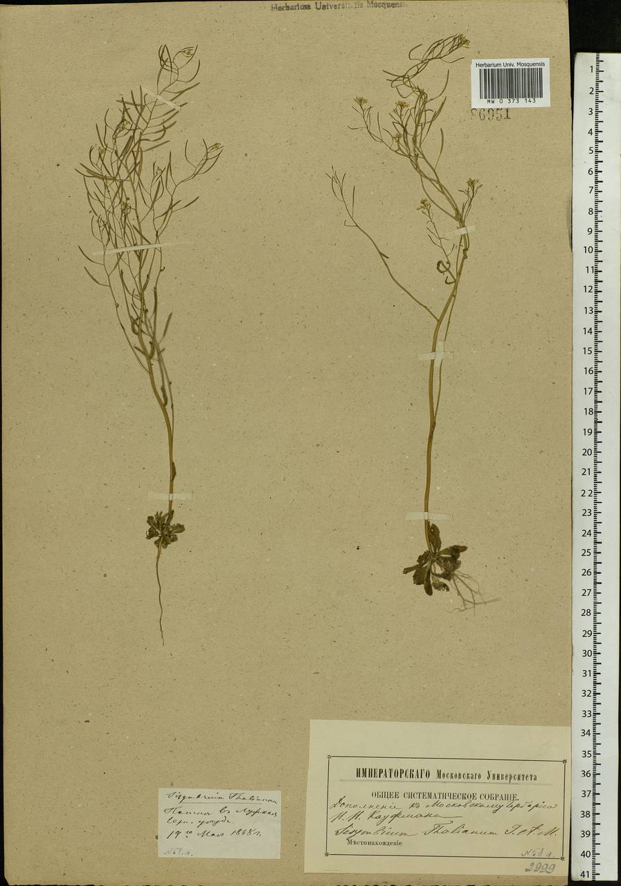 Arabidopsis thaliana (L.) Heynh., Eastern Europe, Moscow region (E4a) (Russia)