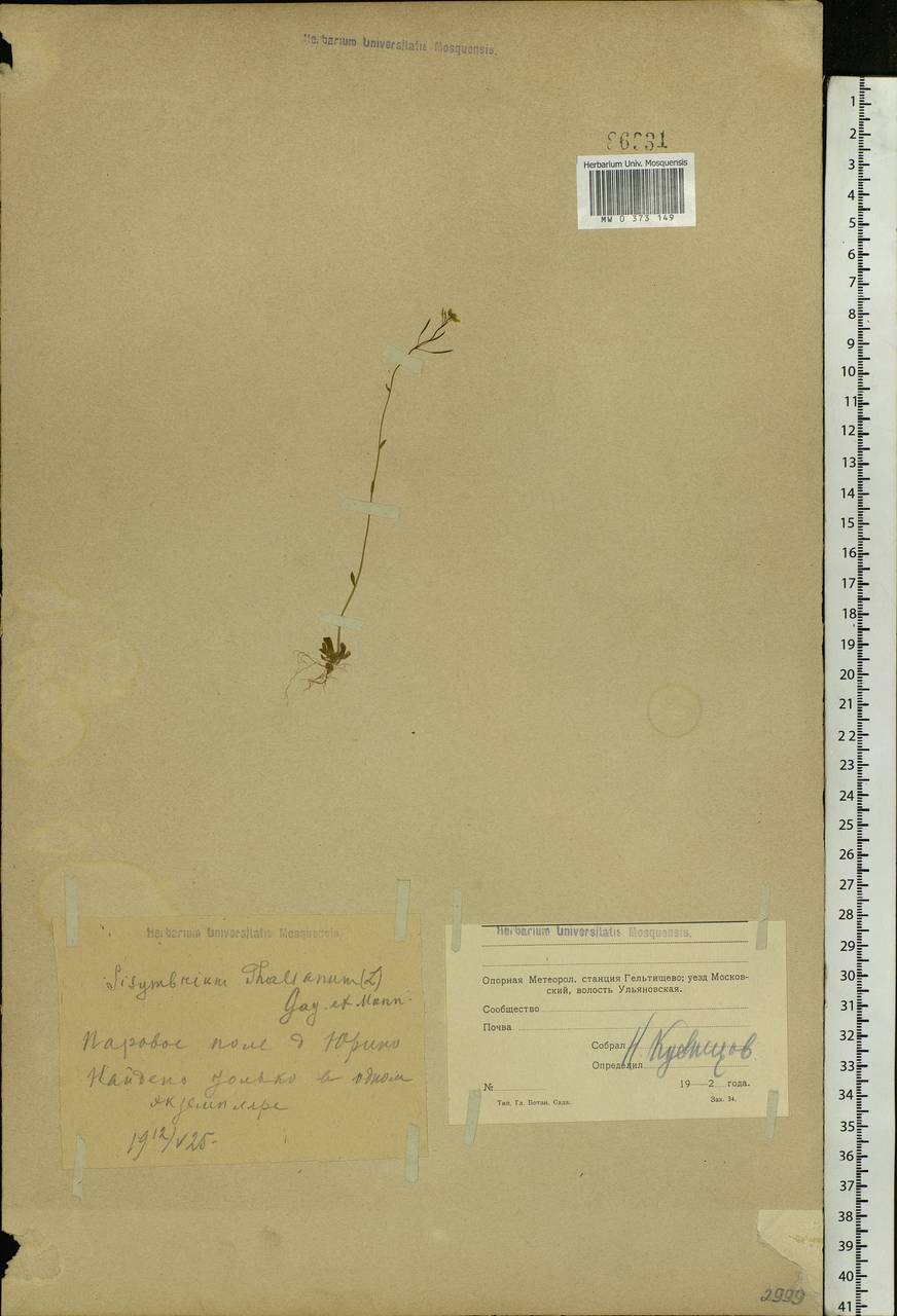 Arabidopsis thaliana (L.) Heynh., Eastern Europe, Moscow region (E4a) (Russia)