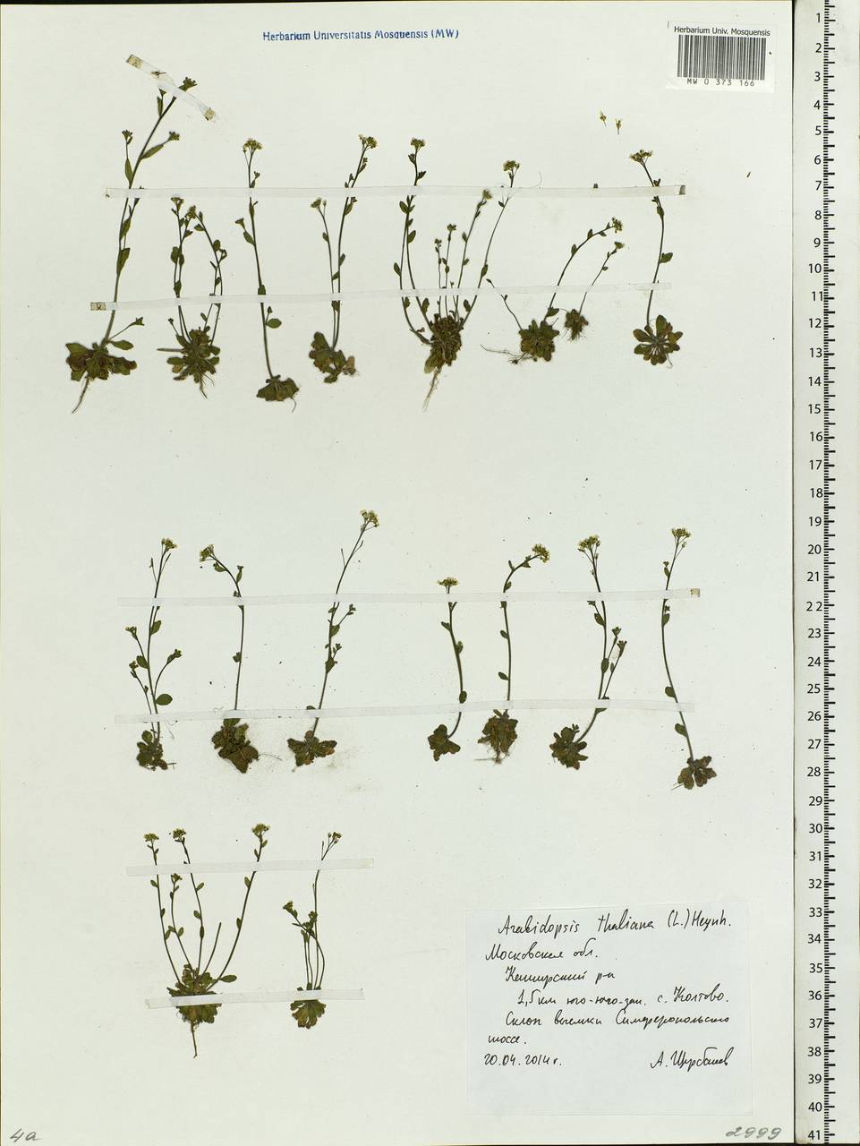 Arabidopsis thaliana (L.) Heynh., Eastern Europe, Moscow region (E4a) (Russia)