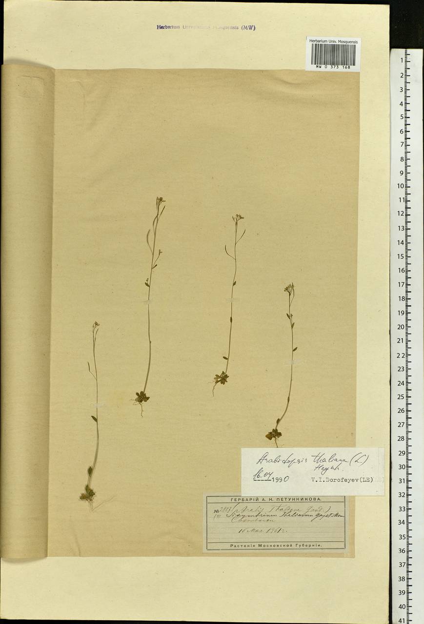 Arabidopsis thaliana (L.) Heynh., Eastern Europe, Moscow region (E4a) (Russia)