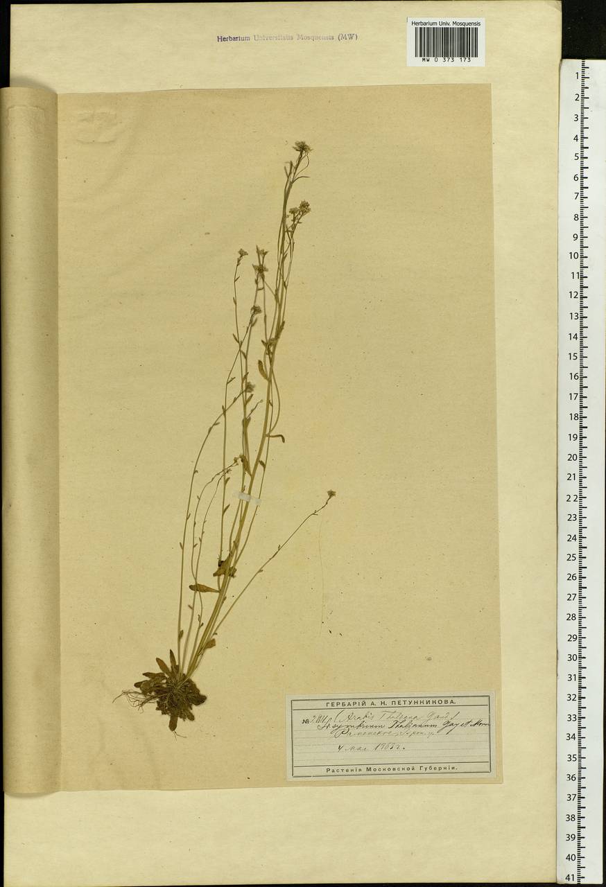 Arabidopsis thaliana (L.) Heynh., Eastern Europe, Moscow region (E4a) (Russia)