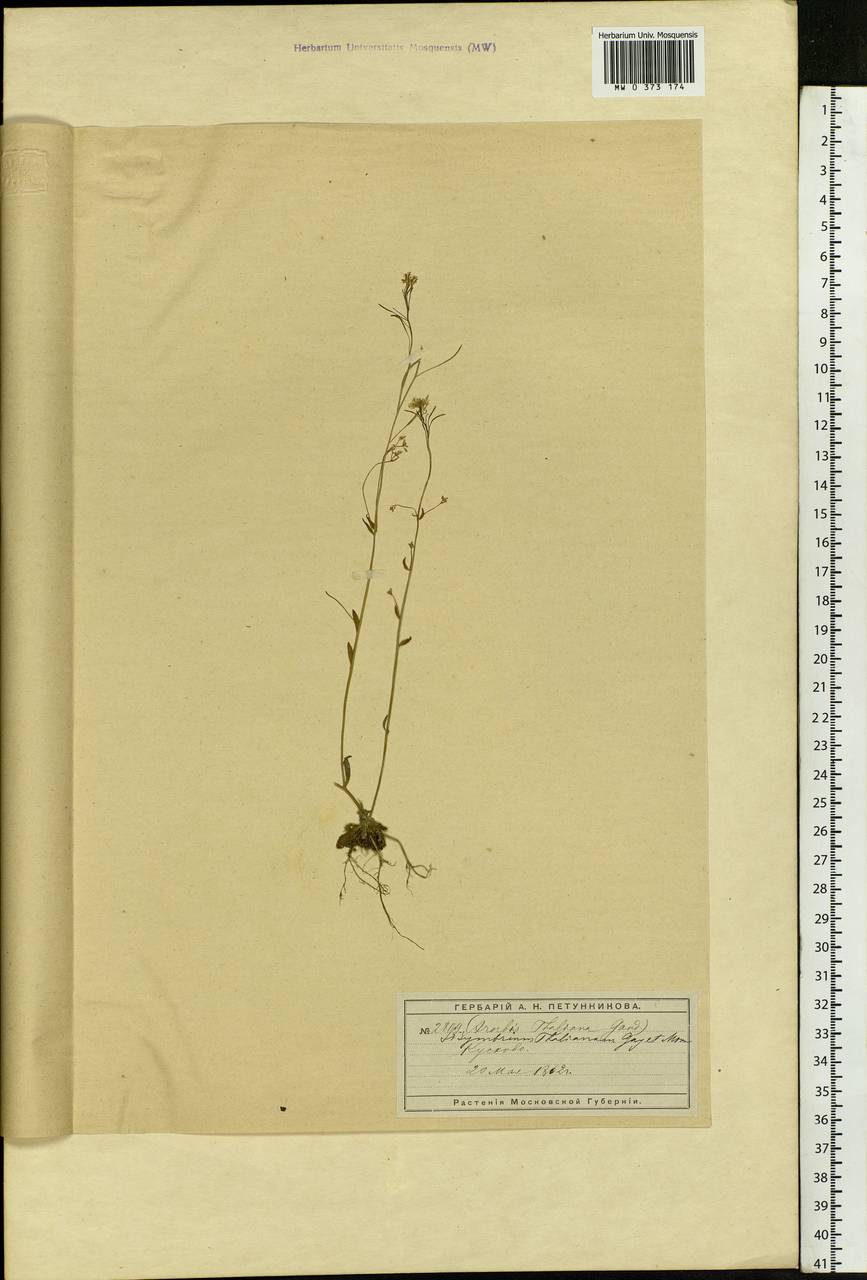Arabidopsis thaliana (L.) Heynh., Eastern Europe, Moscow region (E4a) (Russia)