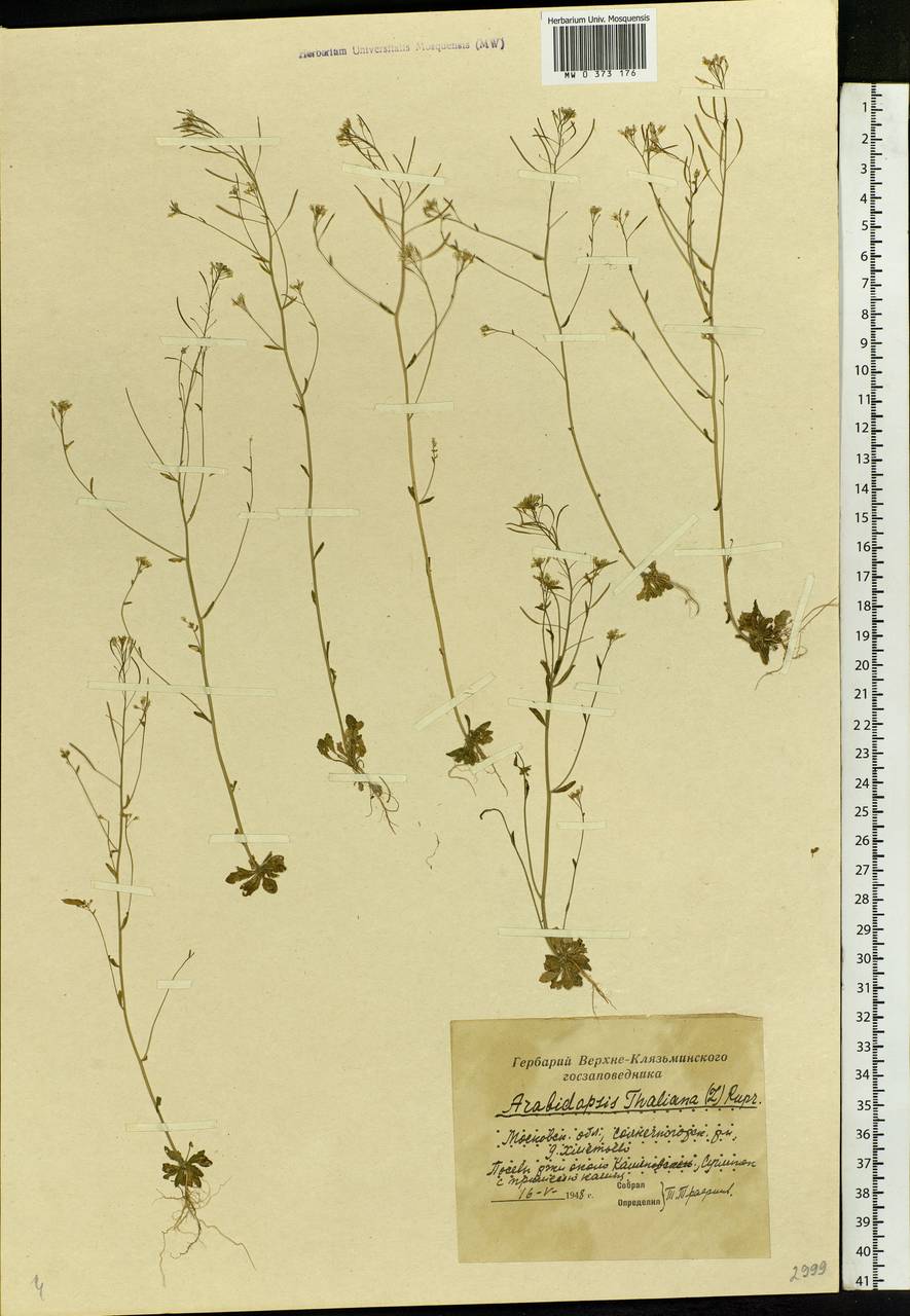 Arabidopsis thaliana (L.) Heynh., Eastern Europe, Moscow region (E4a) (Russia)