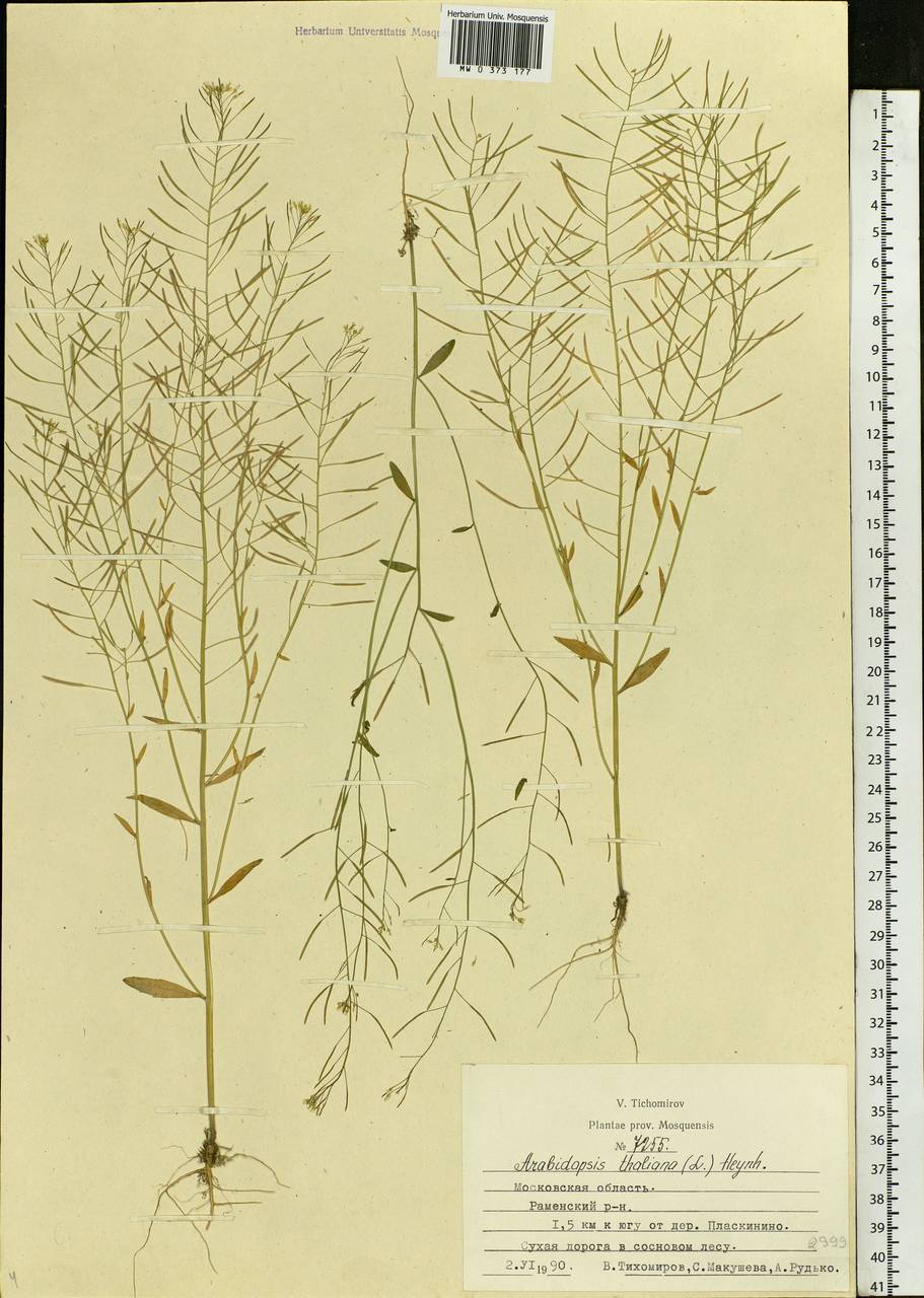 Arabidopsis thaliana (L.) Heynh., Eastern Europe, Moscow region (E4a) (Russia)