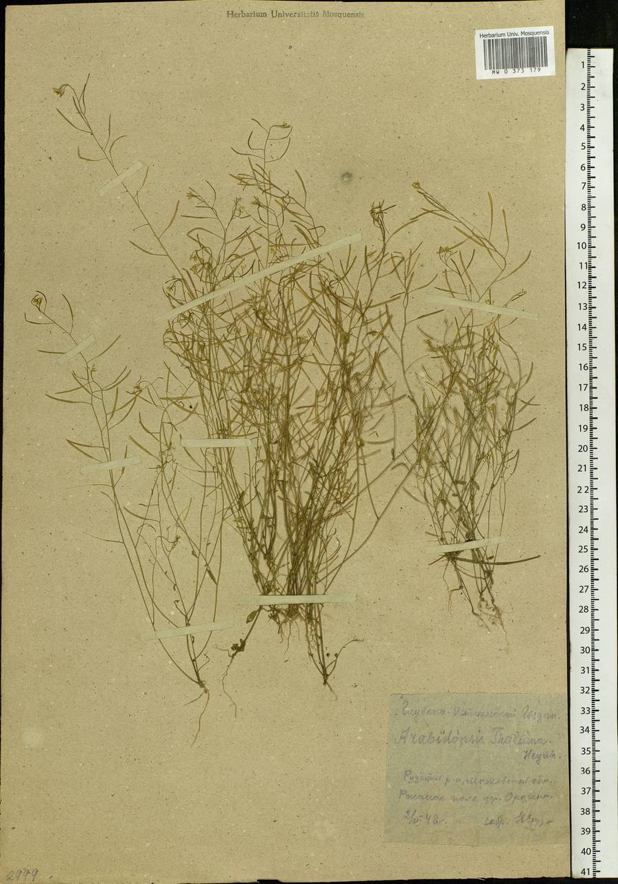 Arabidopsis thaliana (L.) Heynh., Eastern Europe, Moscow region (E4a) (Russia)