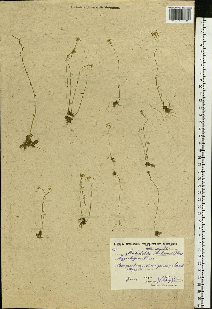 Arabidopsis thaliana (L.) Heynh., Eastern Europe, Moscow region (E4a) (Russia)