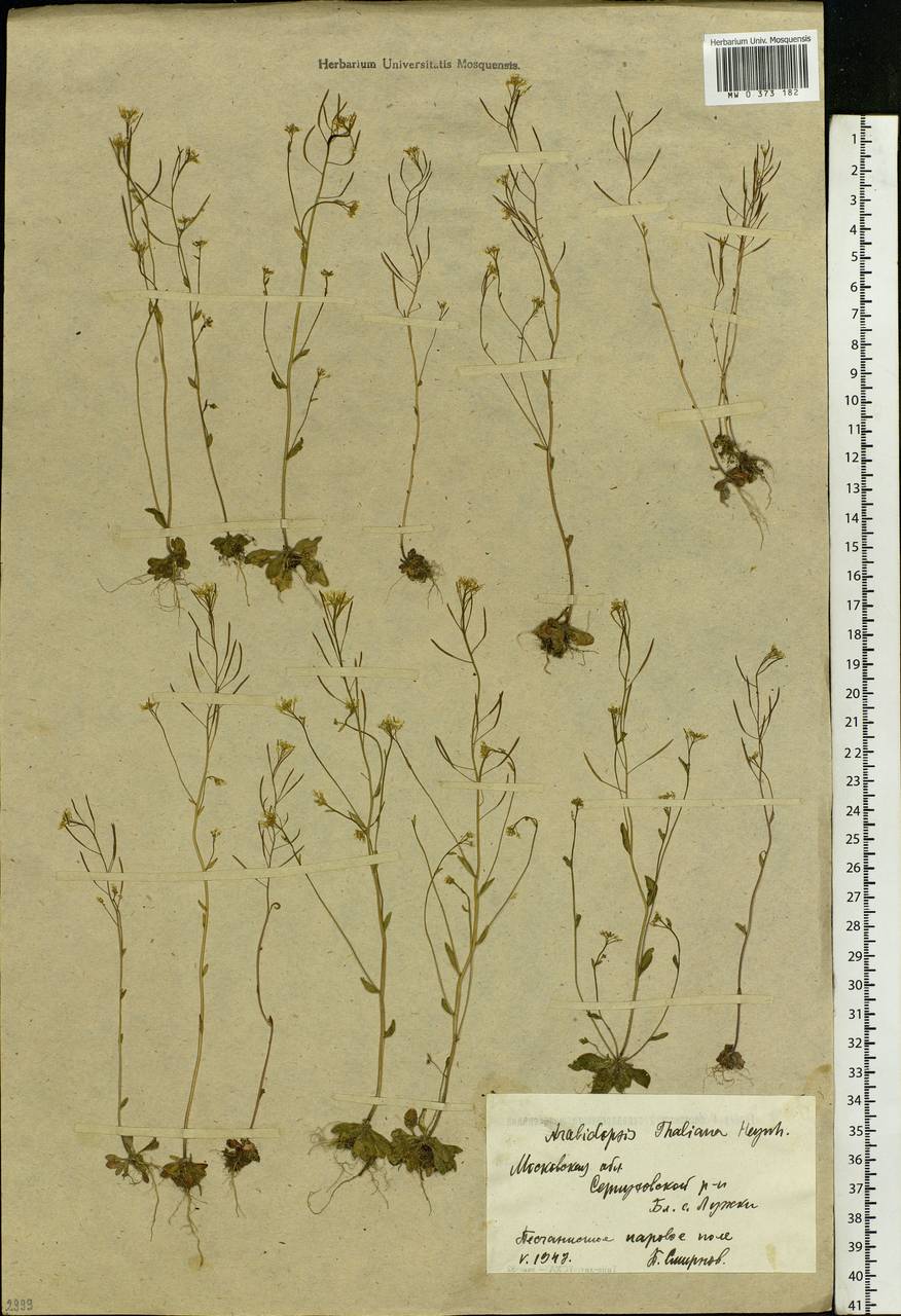 Arabidopsis thaliana (L.) Heynh., Eastern Europe, Moscow region (E4a) (Russia)