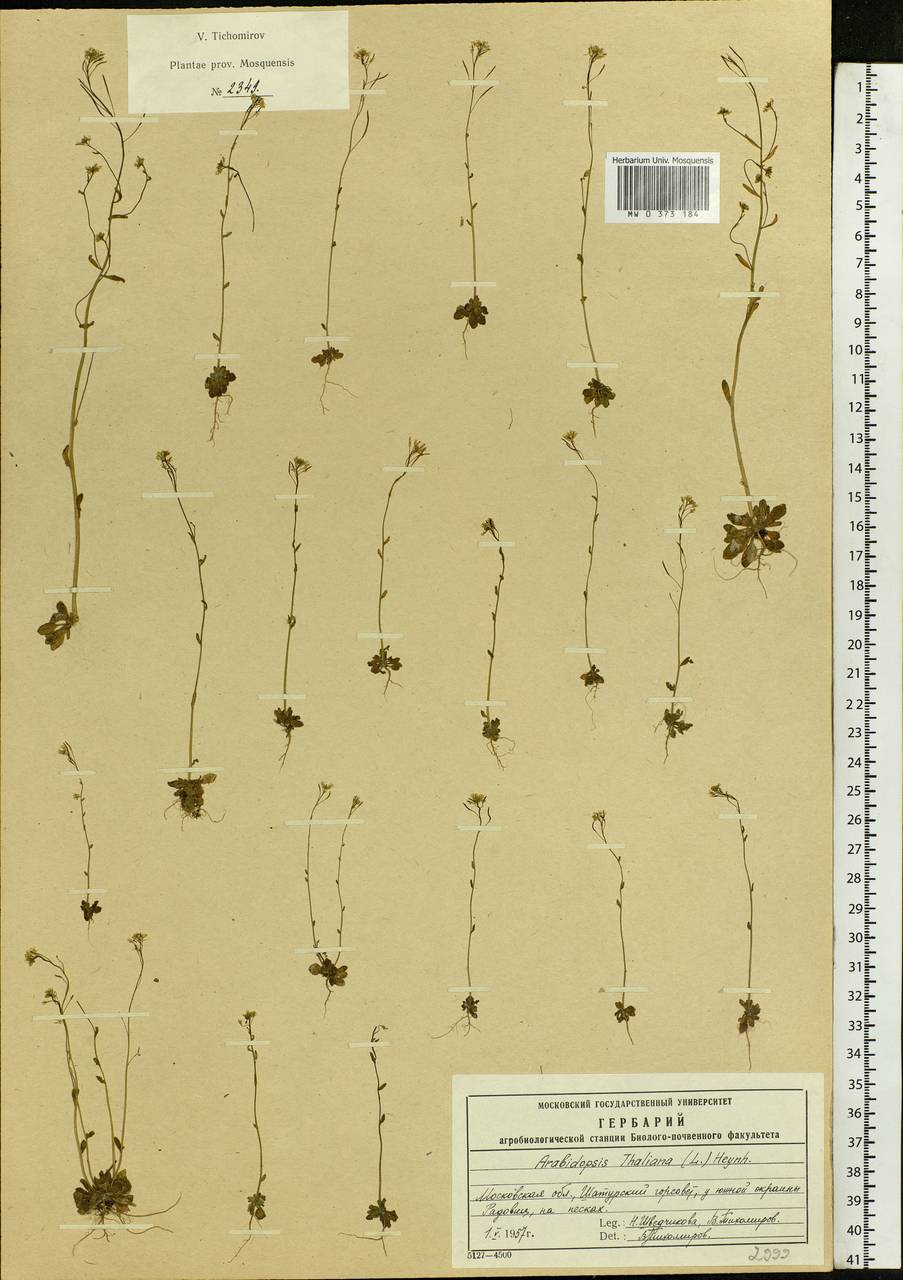 Arabidopsis thaliana (L.) Heynh., Eastern Europe, Moscow region (E4a) (Russia)