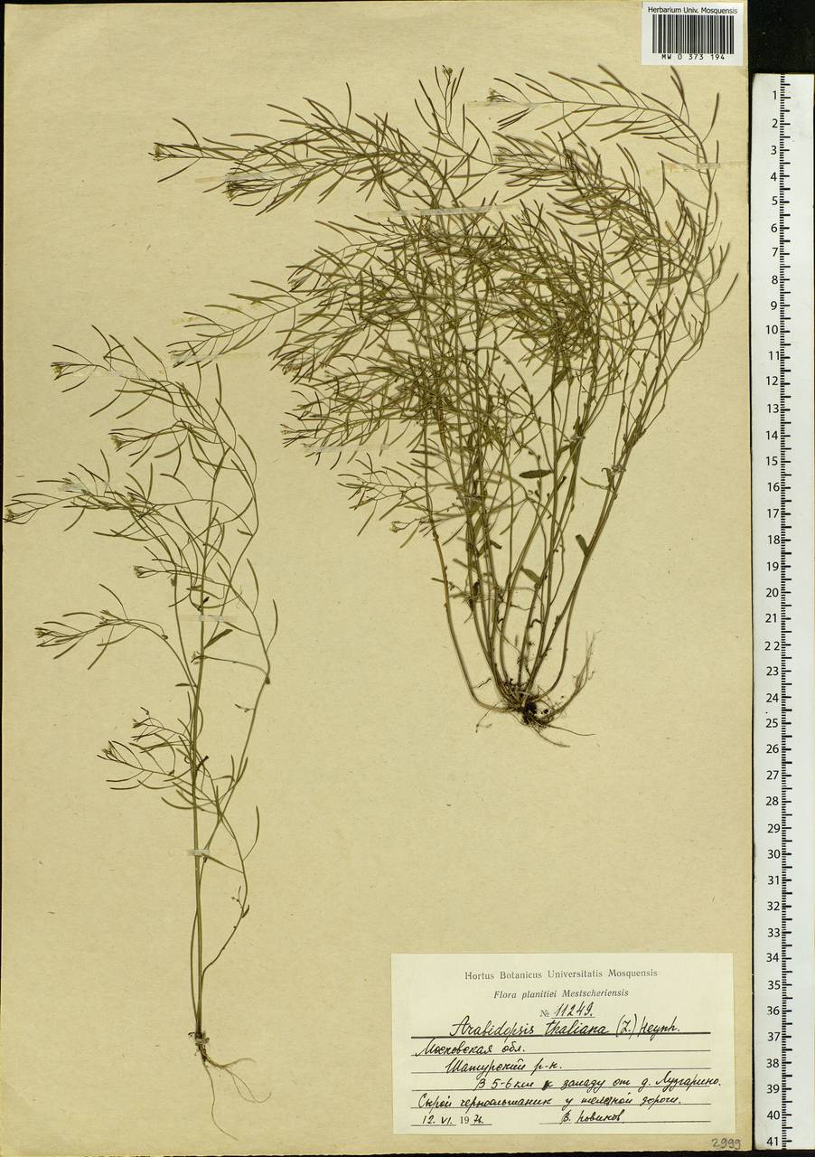 Arabidopsis thaliana (L.) Heynh., Eastern Europe, Moscow region (E4a) (Russia)