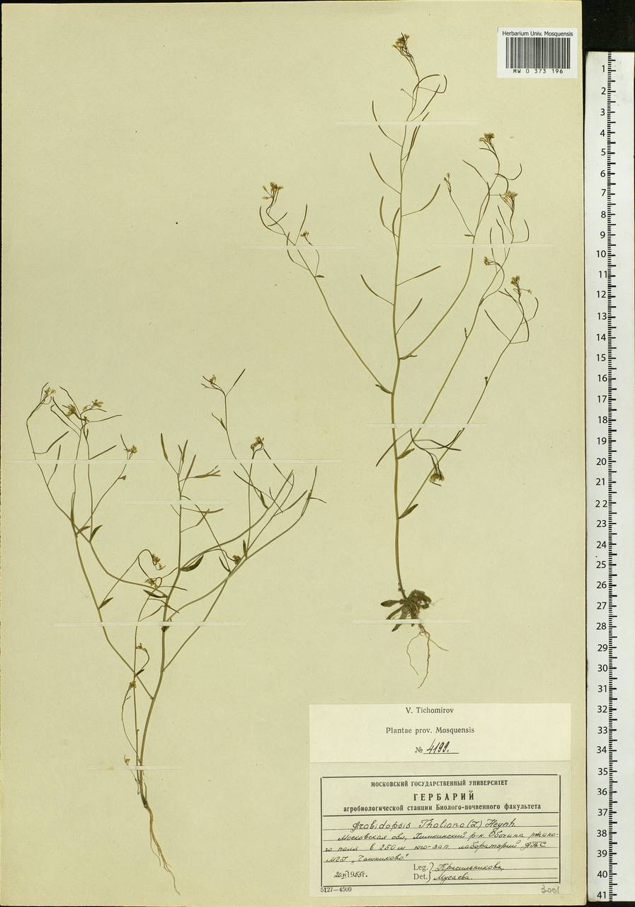 Arabidopsis thaliana (L.) Heynh., Eastern Europe, Moscow region (E4a) (Russia)