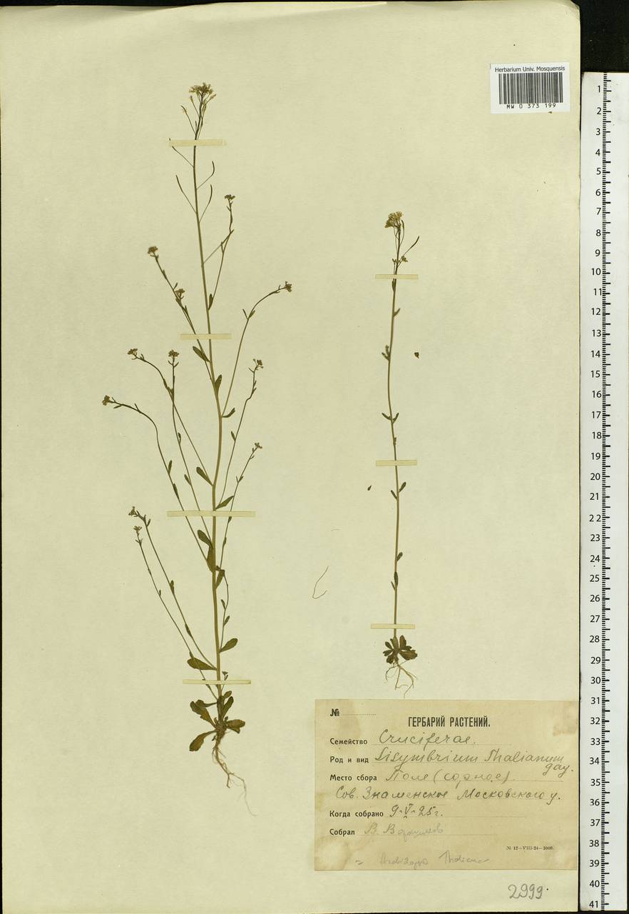 Arabidopsis thaliana (L.) Heynh., Eastern Europe, Moscow region (E4a) (Russia)
