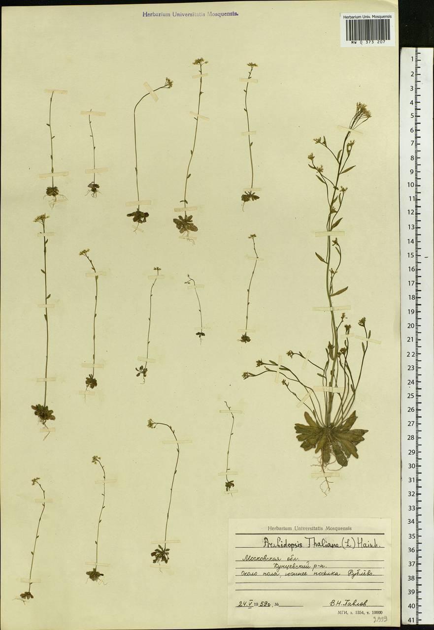 Arabidopsis thaliana (L.) Heynh., Eastern Europe, Moscow region (E4a) (Russia)