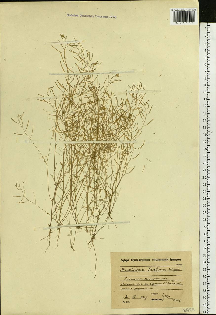 Arabidopsis thaliana (L.) Heynh., Eastern Europe, Moscow region (E4a) (Russia)