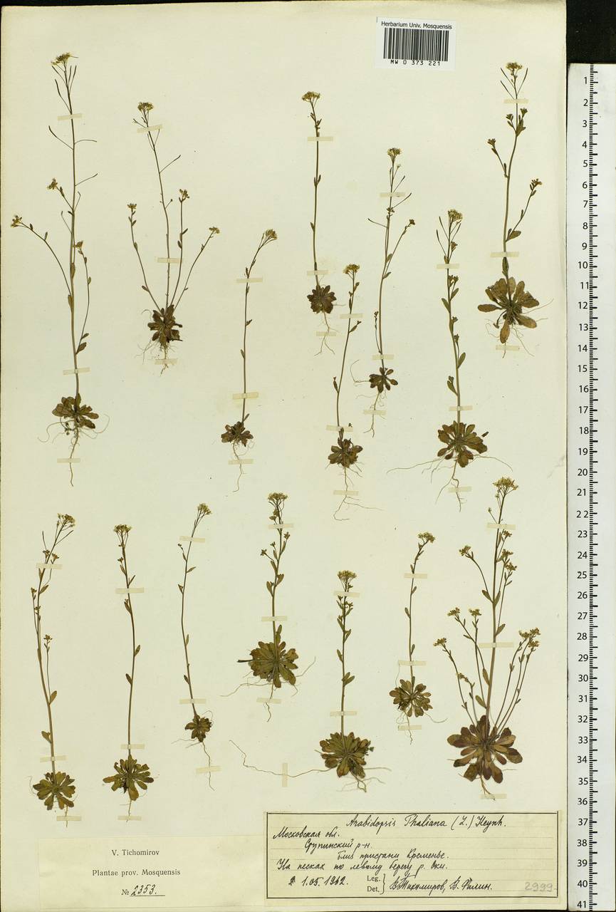 Arabidopsis thaliana (L.) Heynh., Eastern Europe, Moscow region (E4a) (Russia)