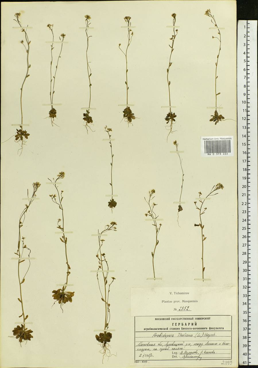 Arabidopsis thaliana (L.) Heynh., Eastern Europe, Moscow region (E4a) (Russia)