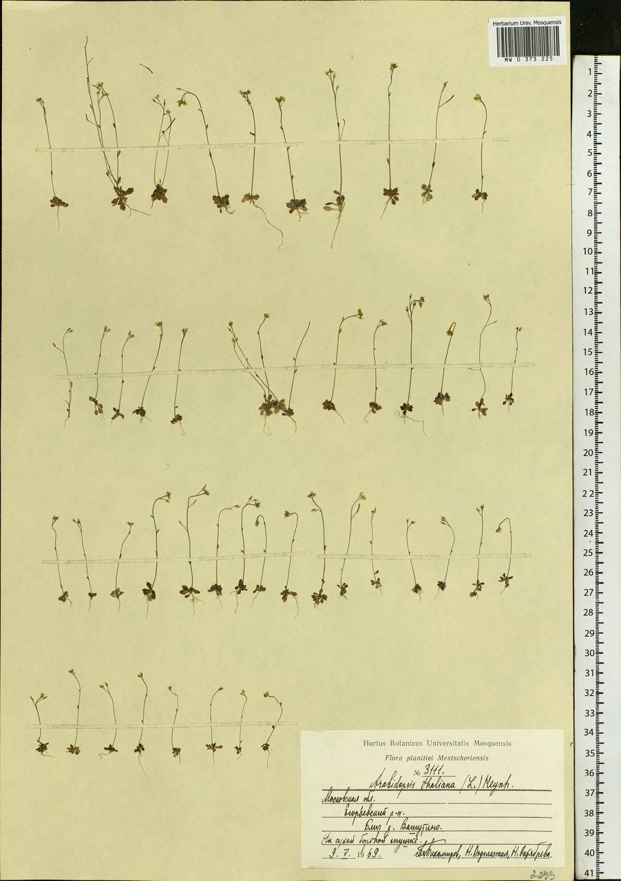 Arabidopsis thaliana (L.) Heynh., Eastern Europe, Moscow region (E4a) (Russia)