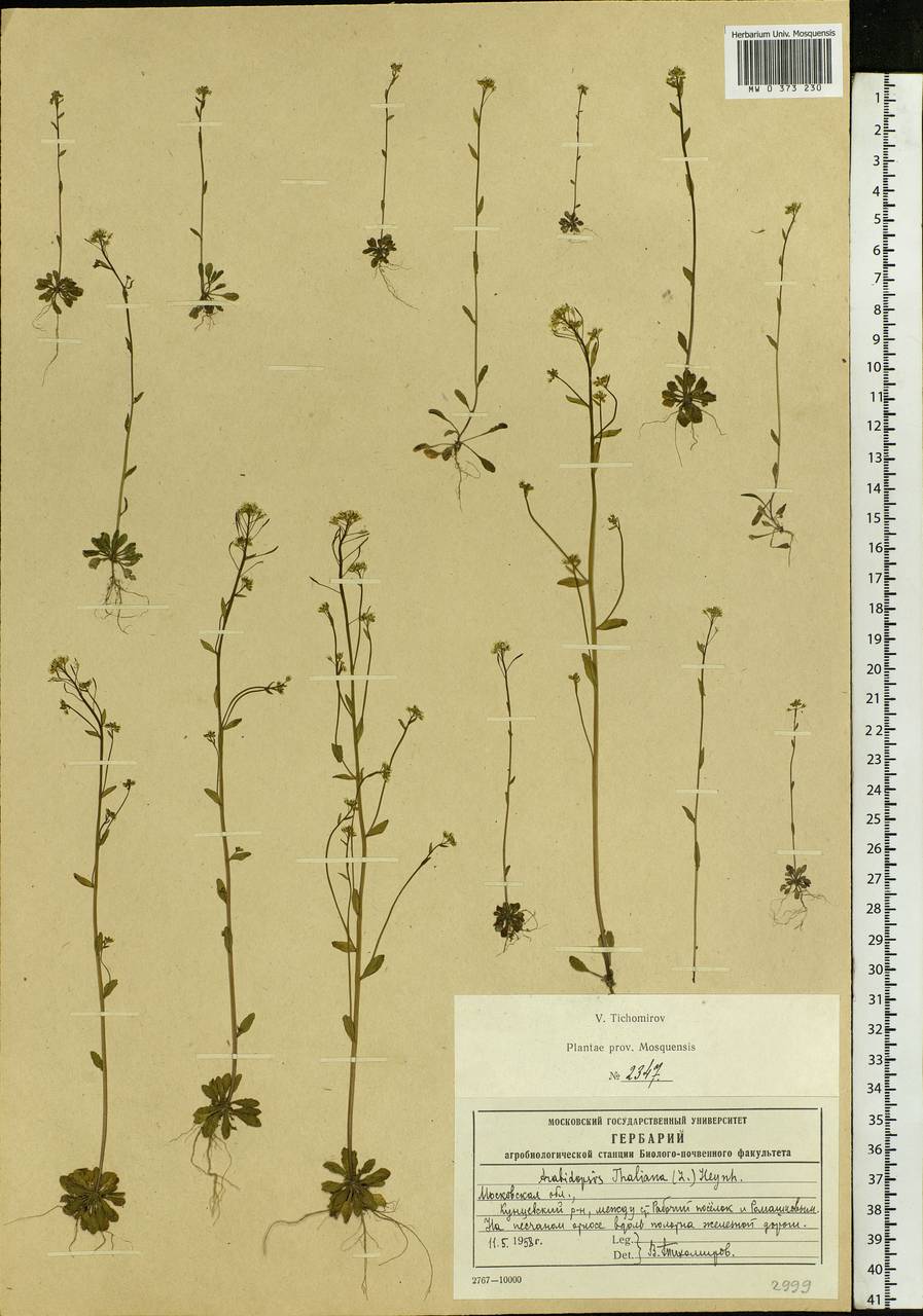 Arabidopsis thaliana (L.) Heynh., Eastern Europe, Moscow region (E4a) (Russia)