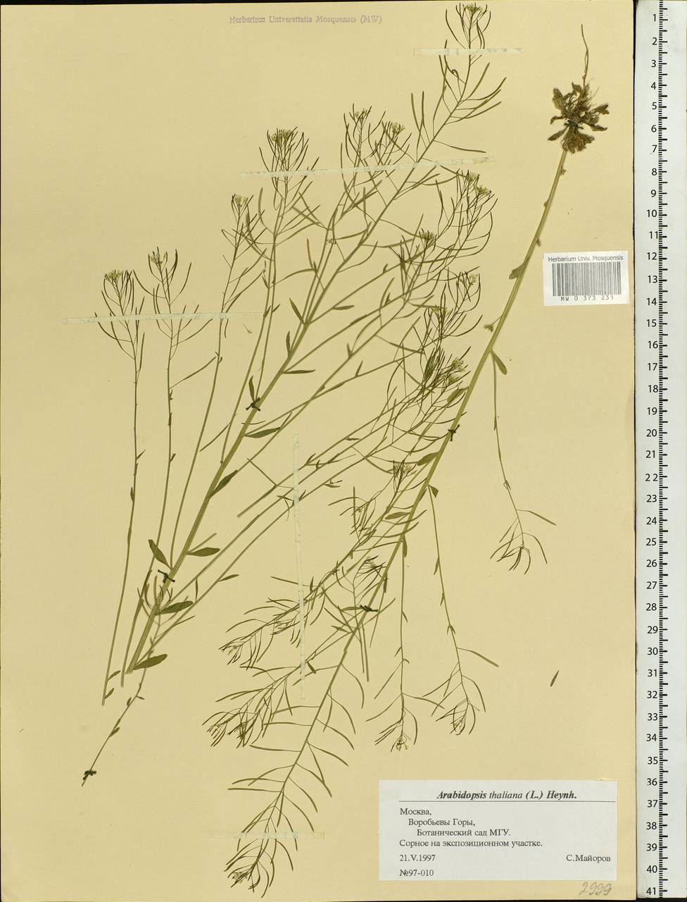 Arabidopsis thaliana (L.) Heynh., Eastern Europe, Moscow region (E4a) (Russia)