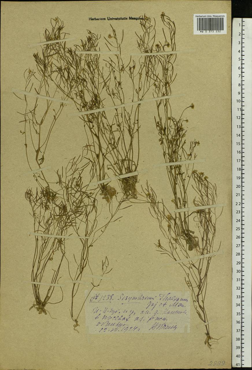 Arabidopsis thaliana (L.) Heynh., Eastern Europe, Central forest region (E5) (Russia)