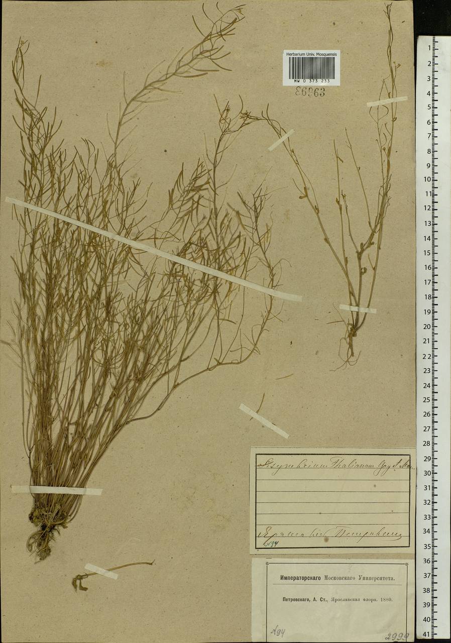 Arabidopsis thaliana (L.) Heynh., Eastern Europe, Central forest region (E5) (Russia)