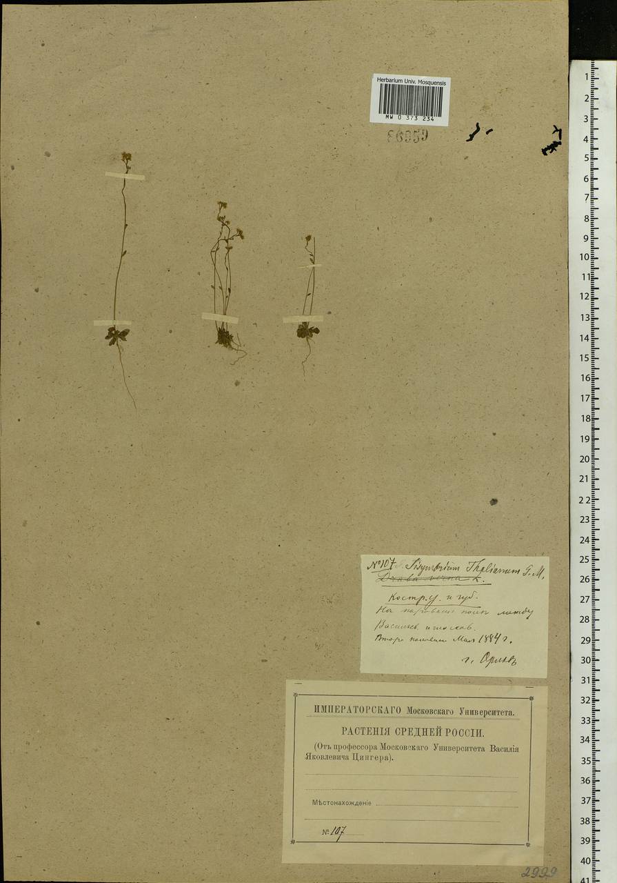 Arabidopsis thaliana (L.) Heynh., Eastern Europe, Central forest region (E5) (Russia)