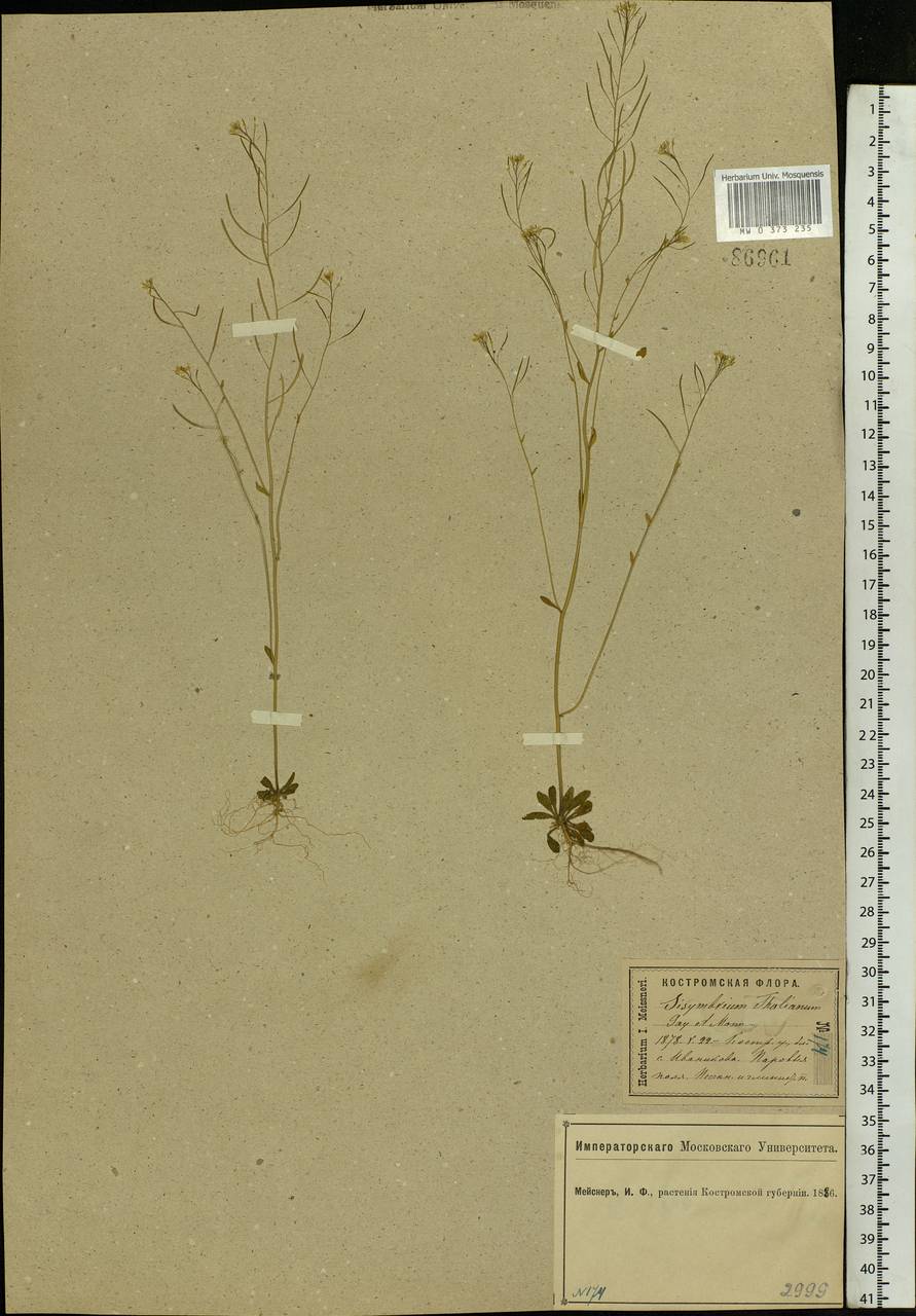 Arabidopsis thaliana (L.) Heynh., Eastern Europe, Central forest region (E5) (Russia)