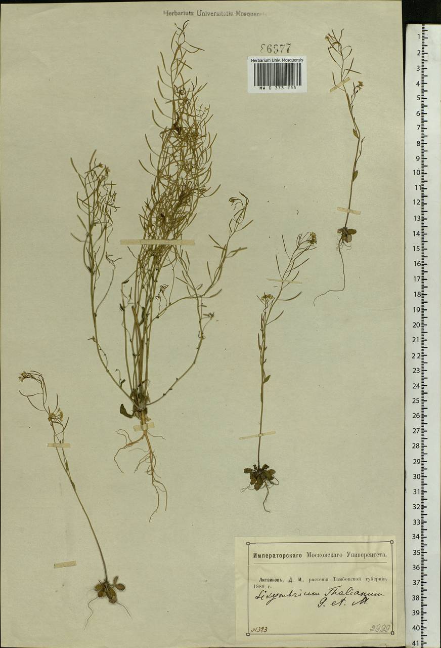 Arabidopsis thaliana (L.) Heynh., Eastern Europe, Central forest-and-steppe region (E6) (Russia)
