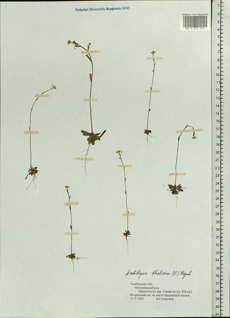 Arabidopsis thaliana (L.) Heynh., Eastern Europe, Central forest-and-steppe region (E6) (Russia)