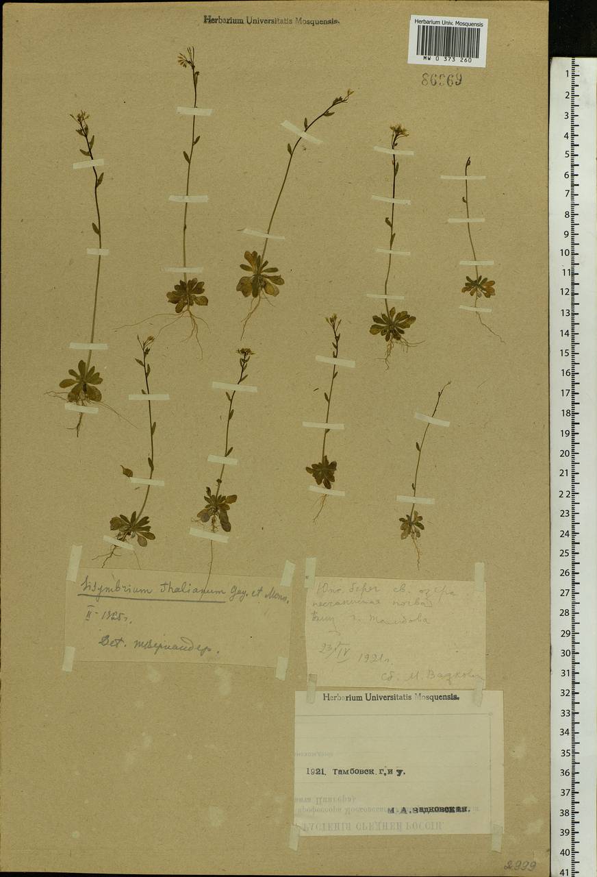Arabidopsis thaliana (L.) Heynh., Eastern Europe, Central forest-and-steppe region (E6) (Russia)