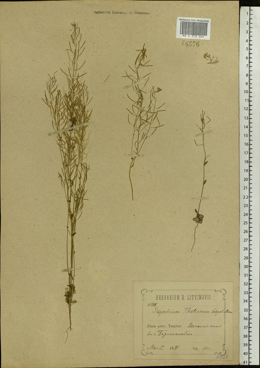 Arabidopsis thaliana (L.) Heynh., Eastern Europe, Central forest-and-steppe region (E6) (Russia)