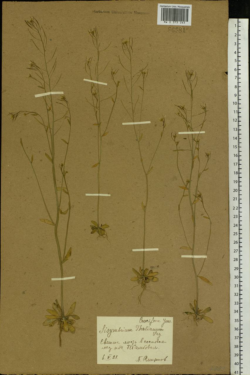 Arabidopsis thaliana (L.) Heynh., Eastern Europe, Central forest-and-steppe region (E6) (Russia)