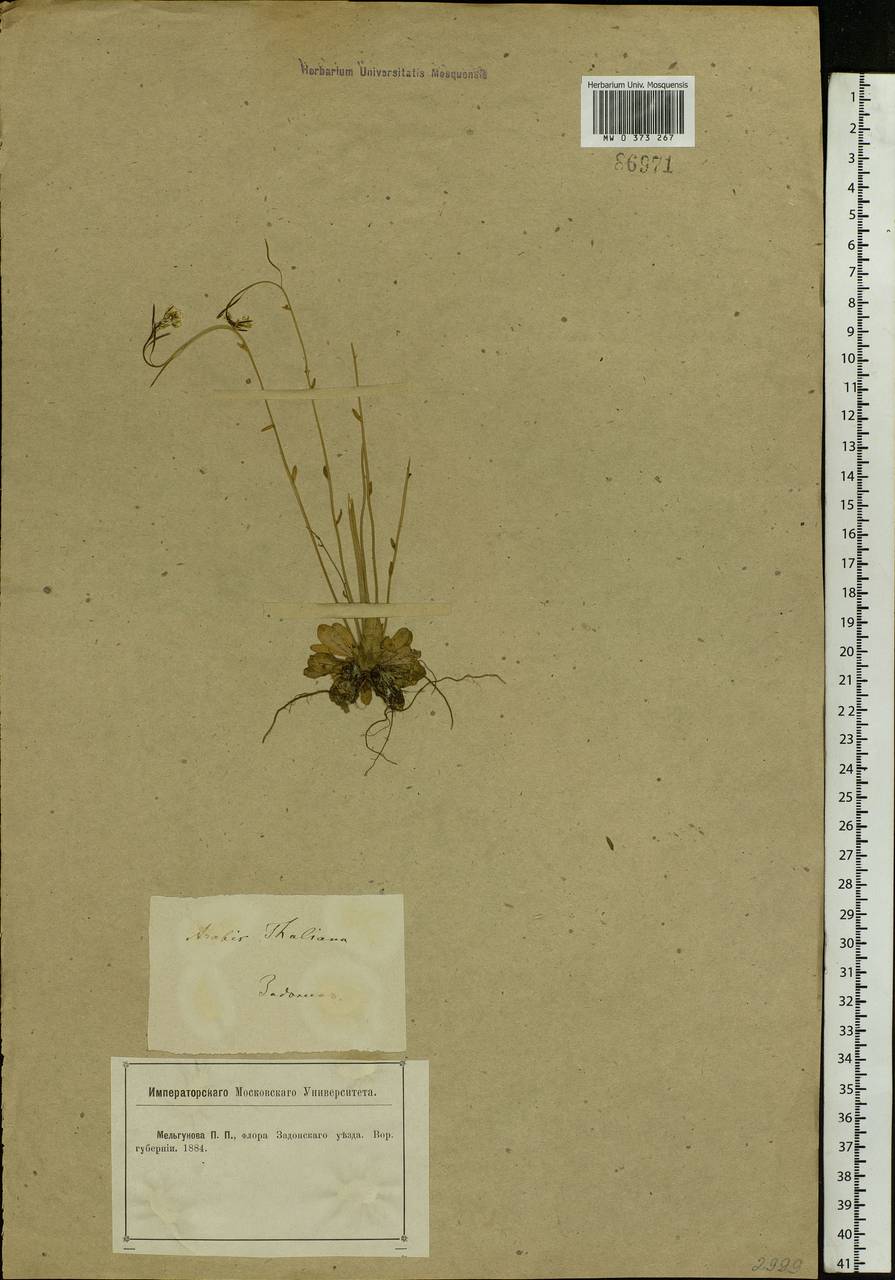 Arabidopsis thaliana (L.) Heynh., Eastern Europe, Central forest-and-steppe region (E6) (Russia)