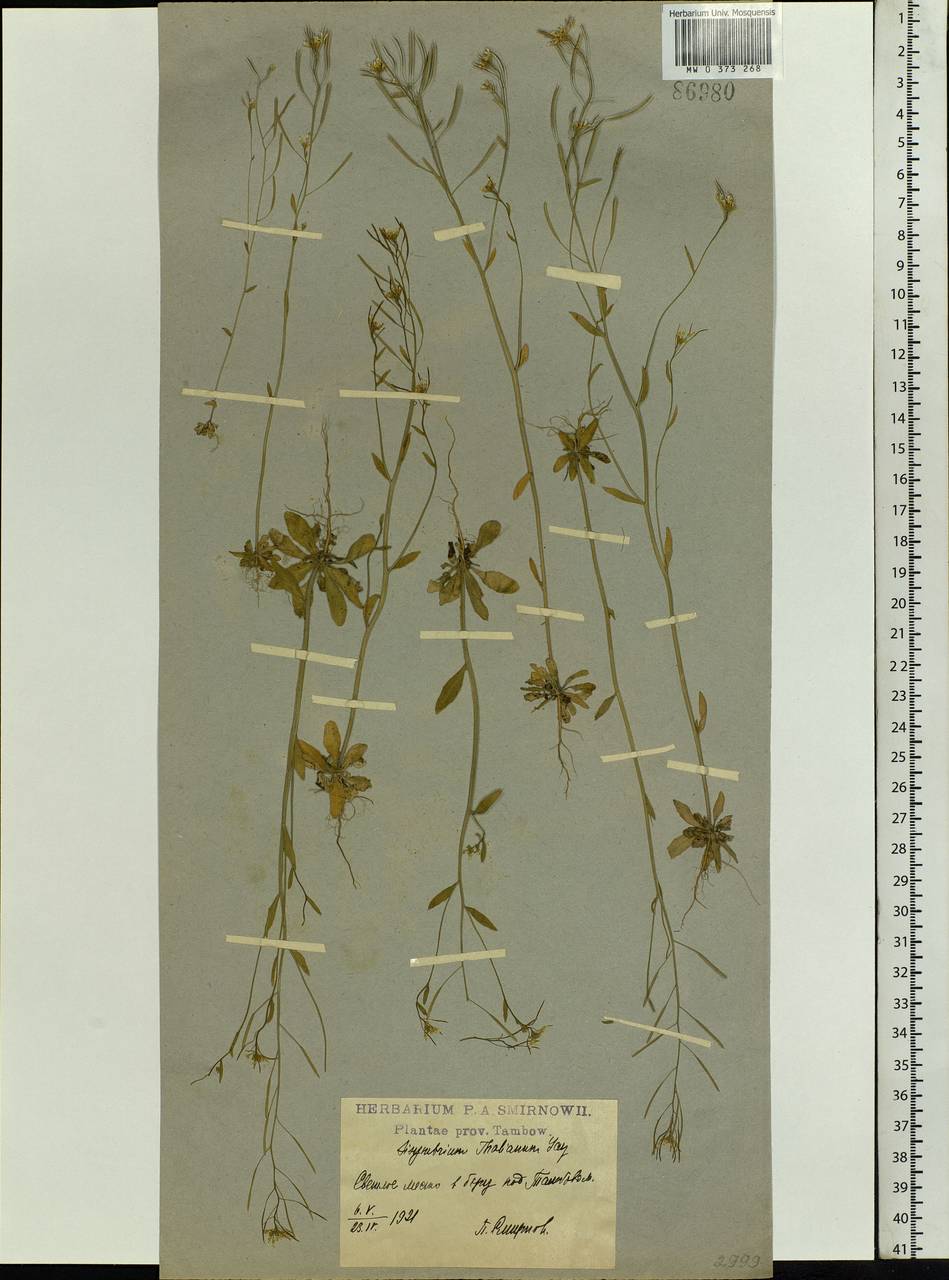 Arabidopsis thaliana (L.) Heynh., Eastern Europe, Central forest-and-steppe region (E6) (Russia)