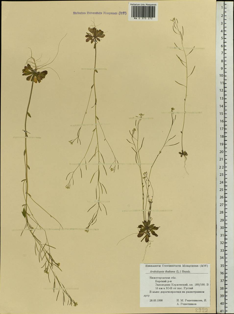 Arabidopsis thaliana (L.) Heynh., Eastern Europe, Volga-Kama region (E7) (Russia)
