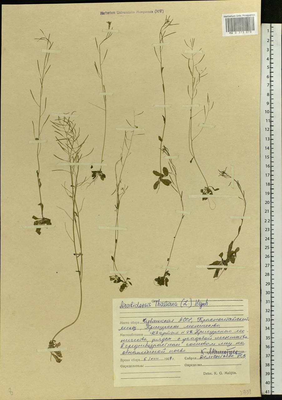 Arabidopsis thaliana (L.) Heynh., Eastern Europe, Middle Volga region (E8) (Russia)