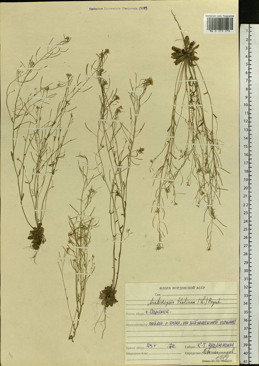 Arabidopsis thaliana (L.) Heynh., Eastern Europe, Middle Volga region (E8) (Russia)