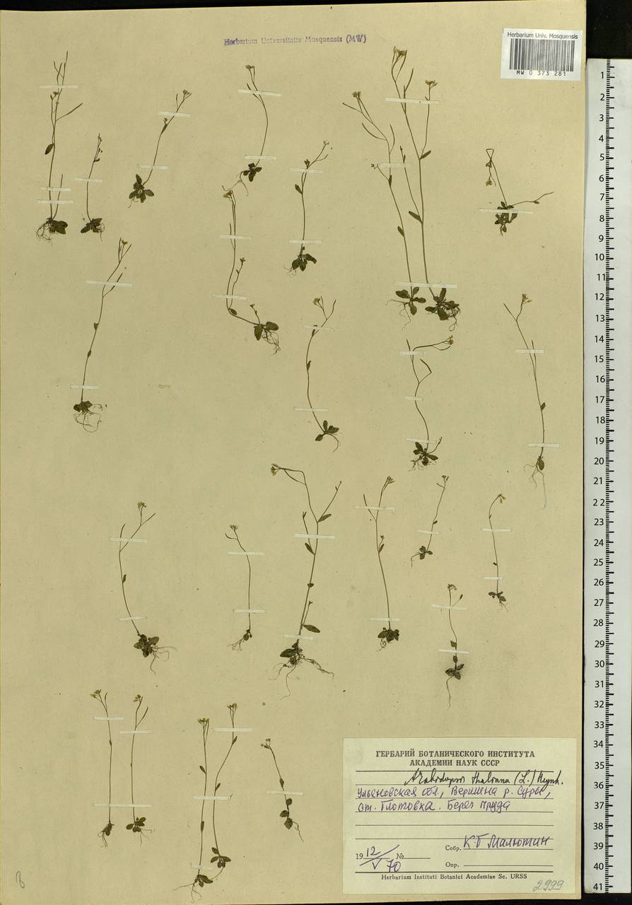 Arabidopsis thaliana (L.) Heynh., Eastern Europe, Middle Volga region (E8) (Russia)