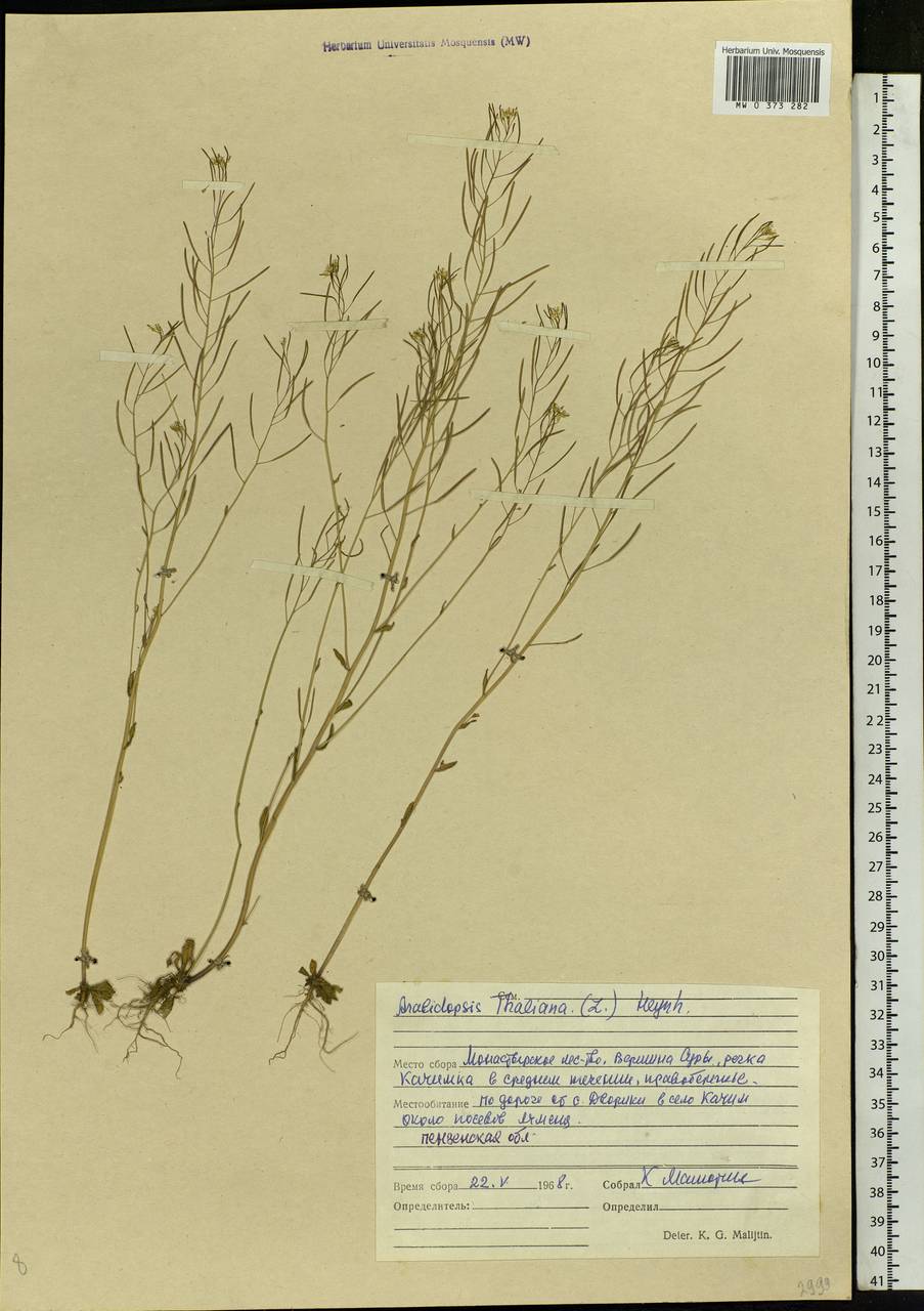 Arabidopsis thaliana (L.) Heynh., Eastern Europe, Middle Volga region (E8) (Russia)