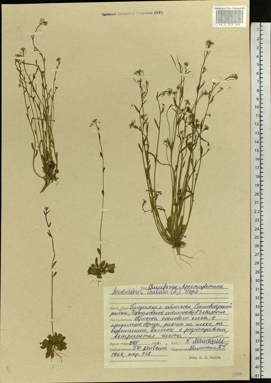 Arabidopsis thaliana (L.) Heynh., Eastern Europe, Middle Volga region (E8) (Russia)