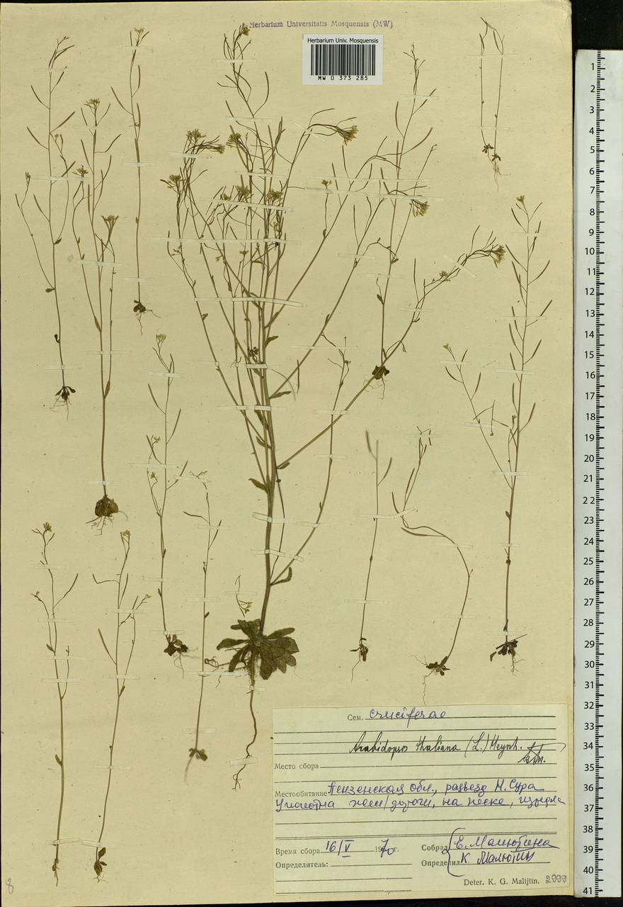 Arabidopsis thaliana (L.) Heynh., Eastern Europe, Middle Volga region (E8) (Russia)