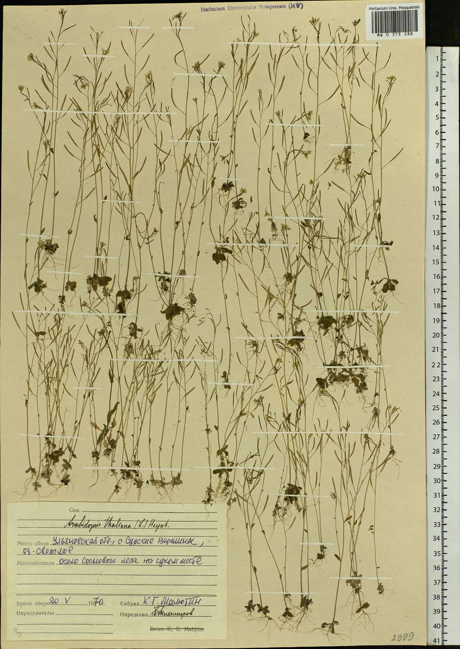 Arabidopsis thaliana (L.) Heynh., Eastern Europe, Middle Volga region (E8) (Russia)