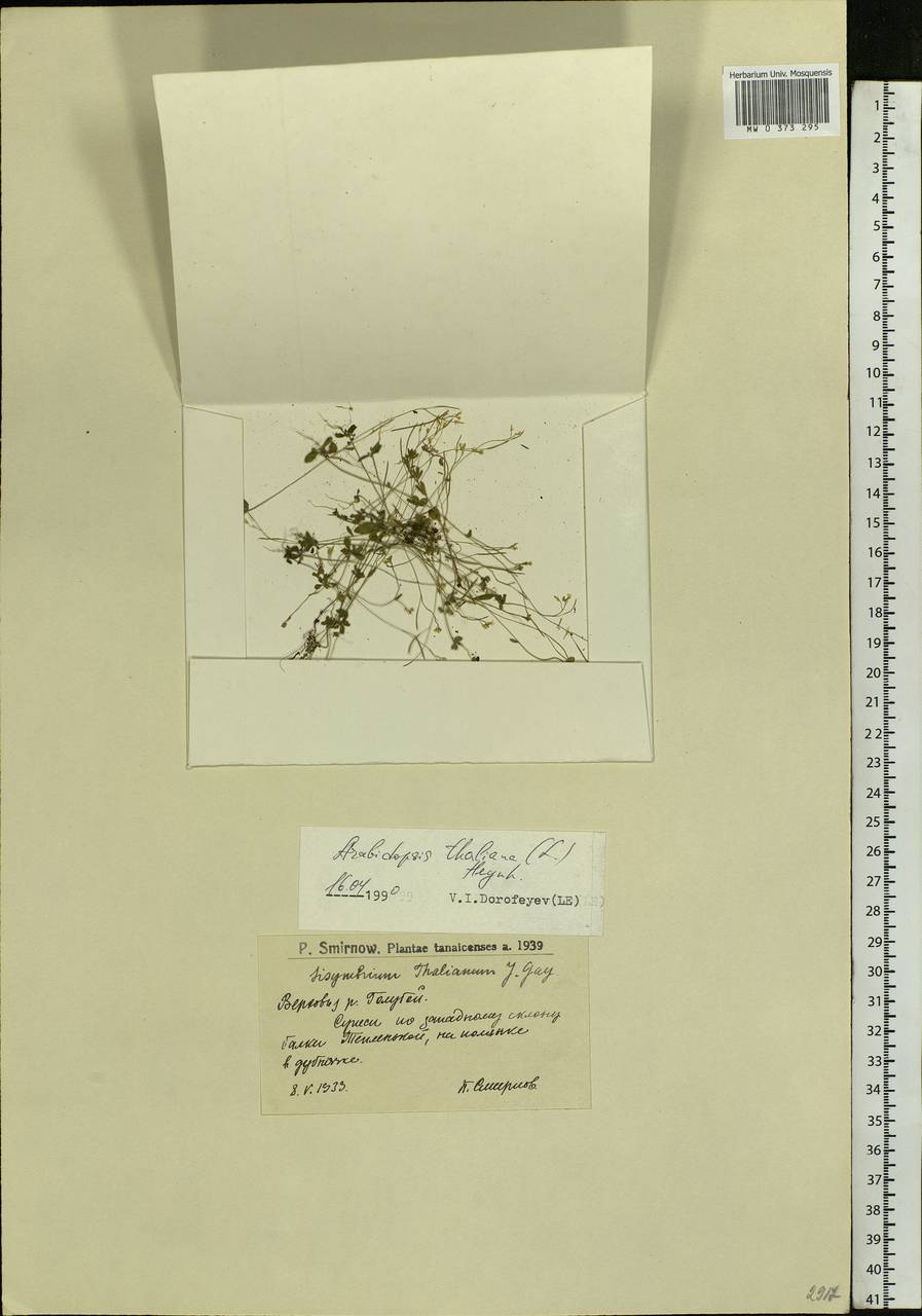 Arabidopsis thaliana (L.) Heynh., Eastern Europe, Lower Volga region (E9) (Russia)