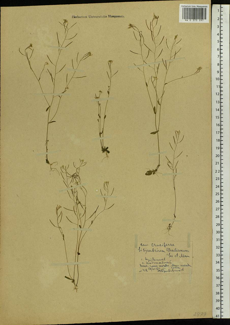 Arabidopsis thaliana (L.) Heynh., Eastern Europe, Middle Volga region (E8) (Russia)