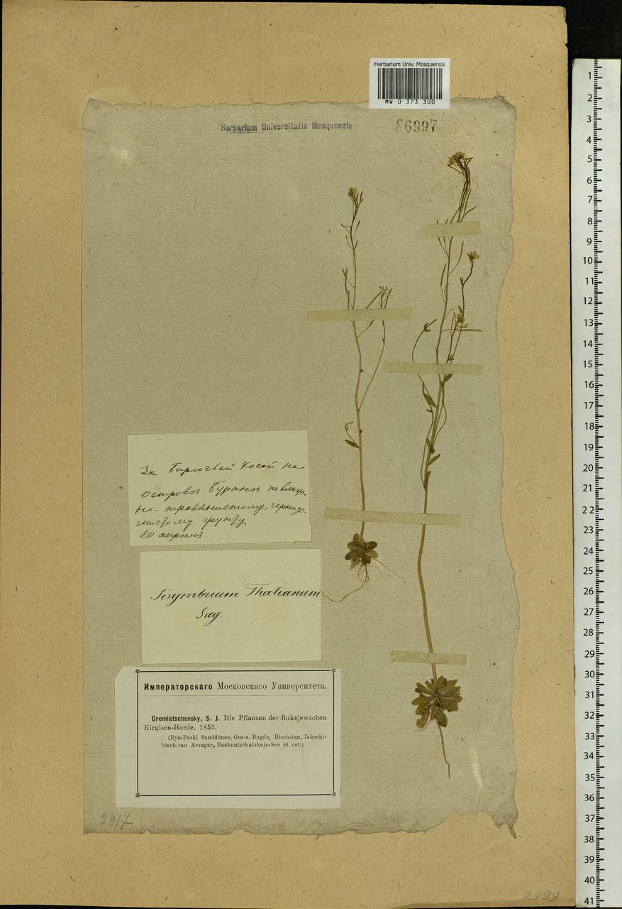 Arabidopsis thaliana (L.) Heynh., Eastern Europe, Lower Volga region (E9) (Russia)