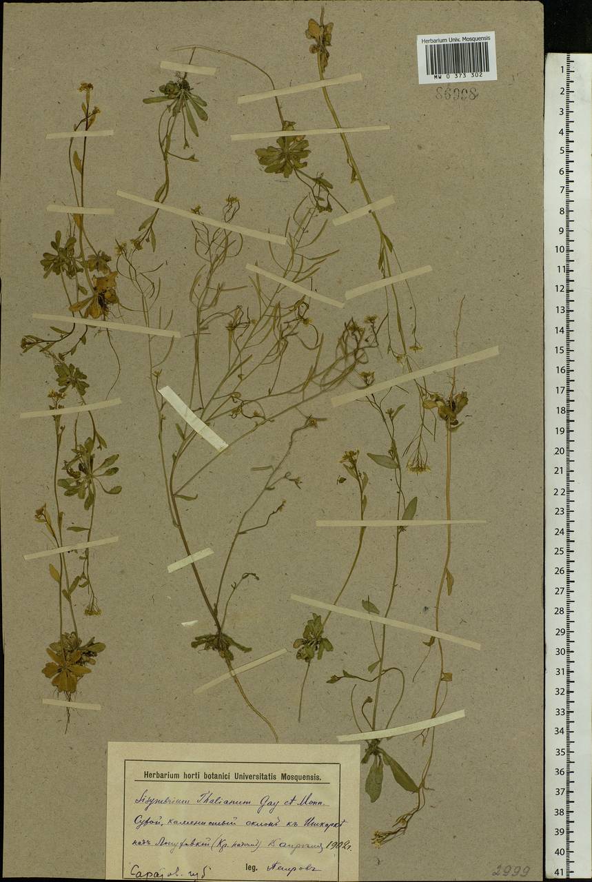 Arabidopsis thaliana (L.) Heynh., Eastern Europe, Lower Volga region (E9) (Russia)