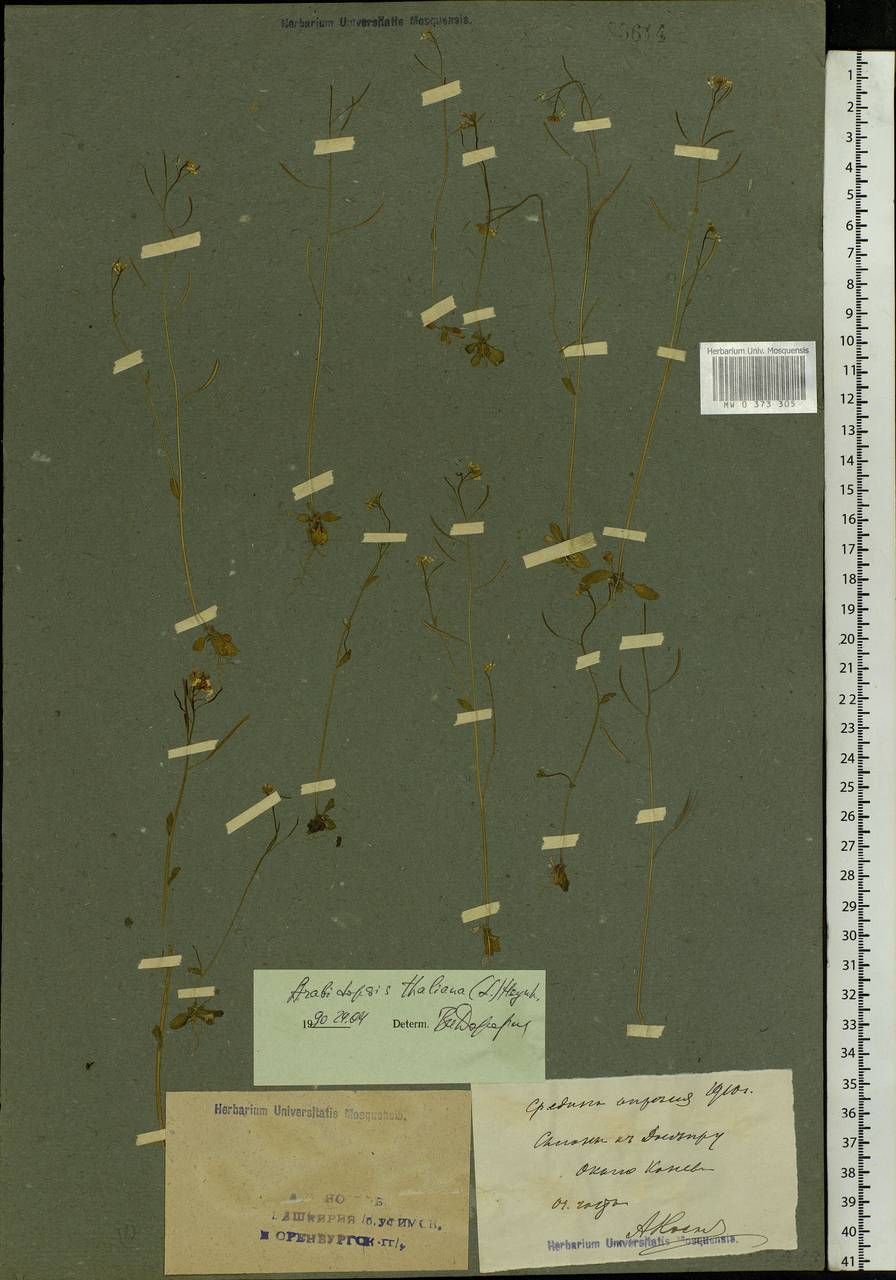 Arabidopsis thaliana (L.) Heynh., Eastern Europe, South Ukrainian region (E12) (Ukraine)