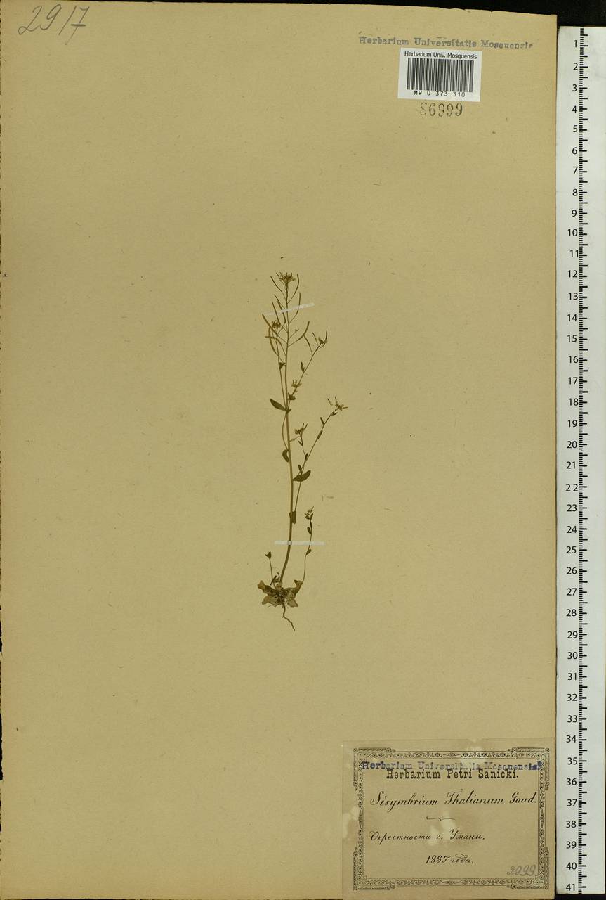 Arabidopsis thaliana (L.) Heynh., Eastern Europe, South Ukrainian region (E12) (Ukraine)
