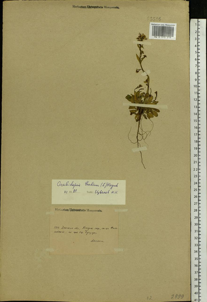 Arabidopsis thaliana (L.) Heynh., Eastern Europe, Lower Volga region (E9) (Russia)