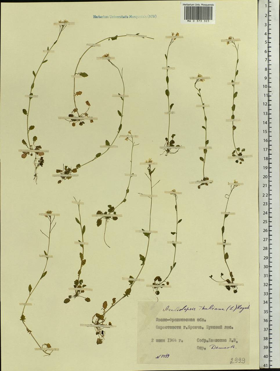 Arabidopsis thaliana (L.) Heynh., Eastern Europe, West Ukrainian region (E13) (Ukraine)