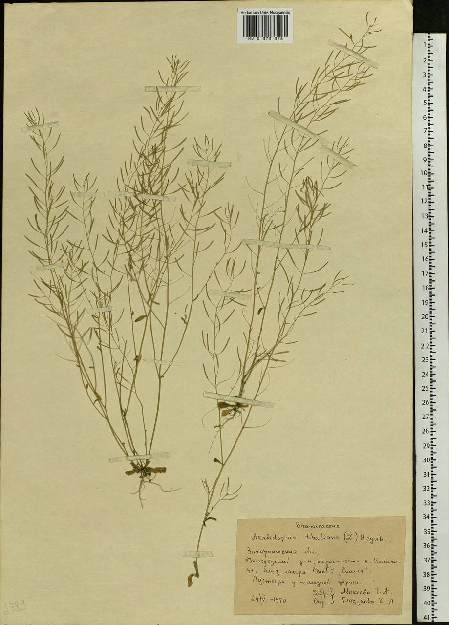 Arabidopsis thaliana (L.) Heynh., Eastern Europe, West Ukrainian region (E13) (Ukraine)